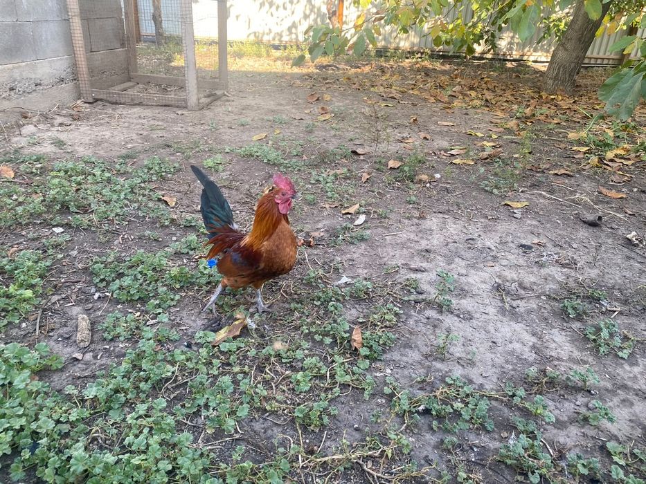 Продам карликовых курей