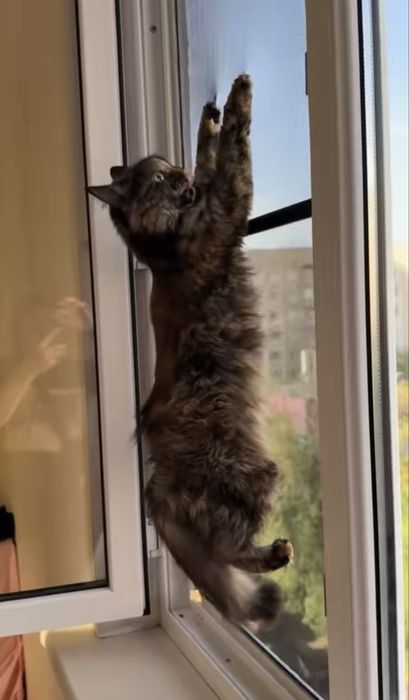 Москитные сетки антикошка.