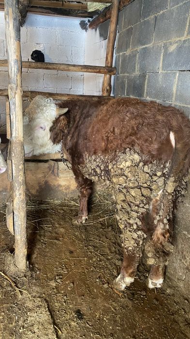 Бычки откормленные