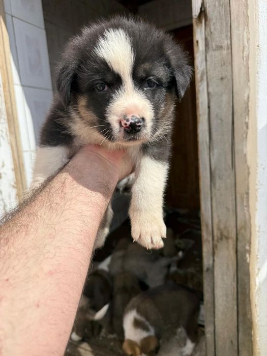 Отдам щенят в хорошие руки