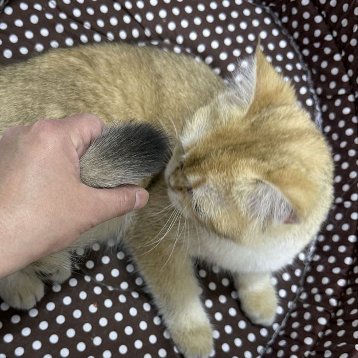 Мальчик чистокровный британец с окрасом золотая шиншилла