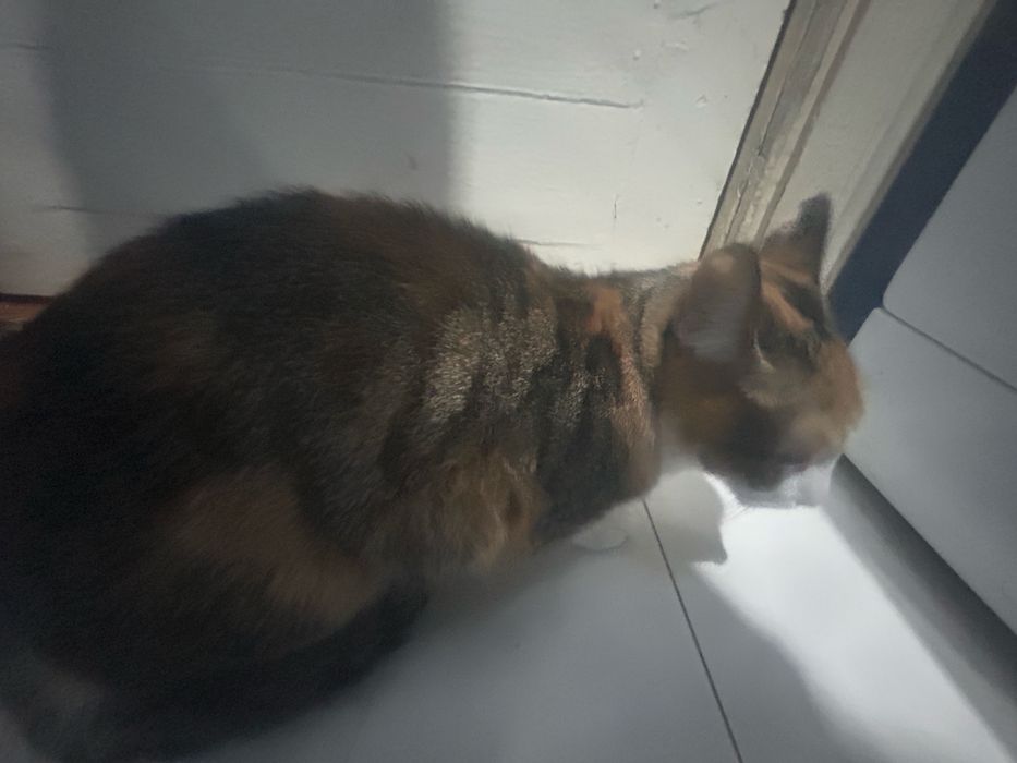 Отдам кошку в добрые руки