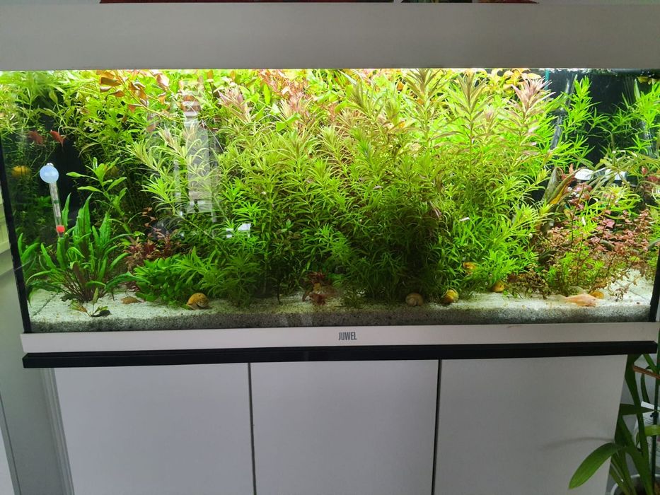 Vand acvariu complet