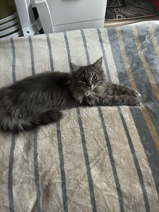 Кошечки ищут дом