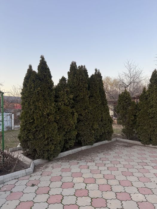 Продам туи , елки , ели б/у