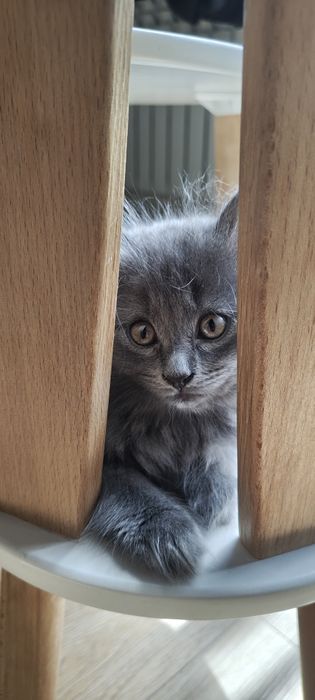 Котенок девочка.