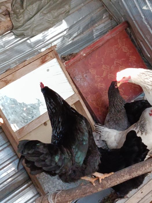 Петух қораз ортаща