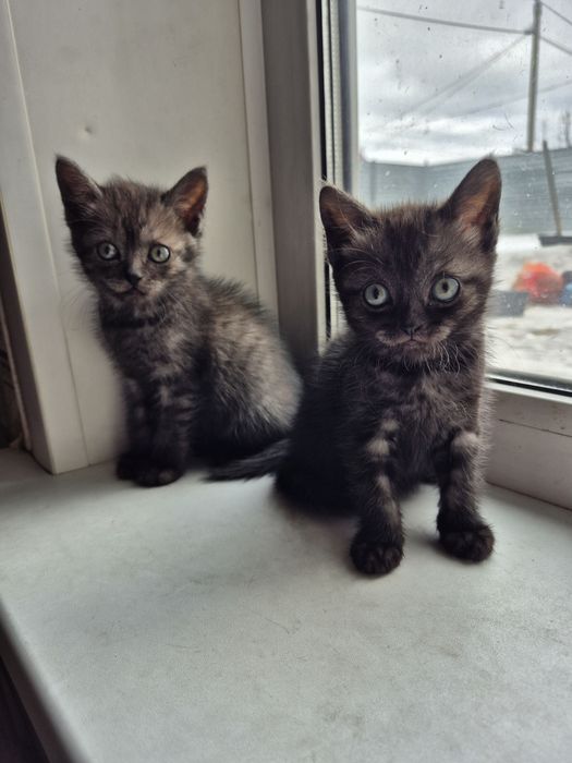 Отдам в добрые руки котят