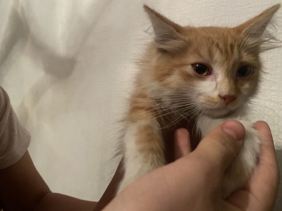 Котёнок хороший, добрый, пушистый. Девочка