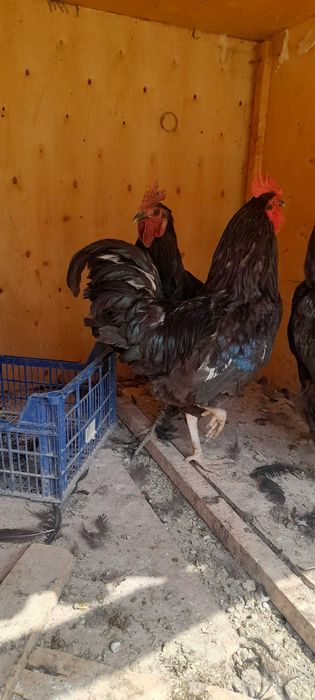 Jaydari HOROZla sotiladi soglom