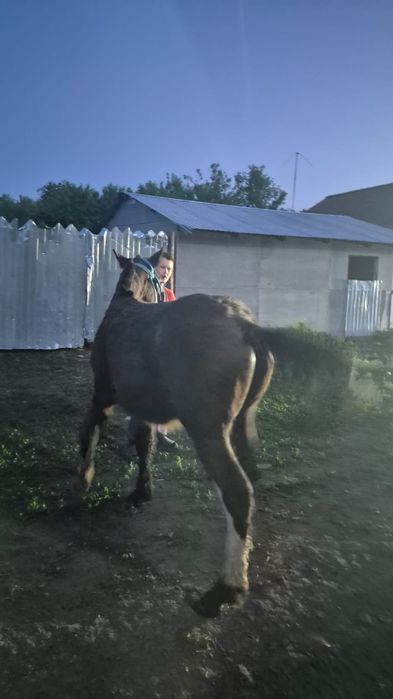 Продам жеребчика