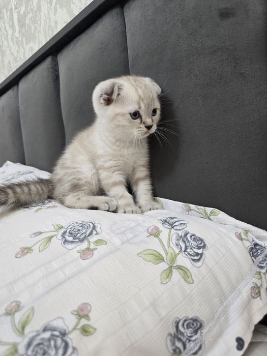 Продается породистый котенок скотиш фолд мальчик