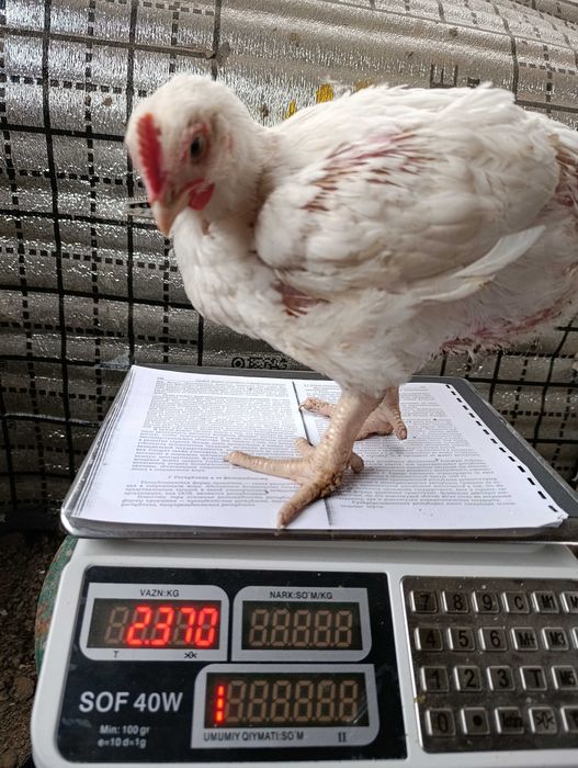 Брюнетка үлкен әтеште есігін тербетеді