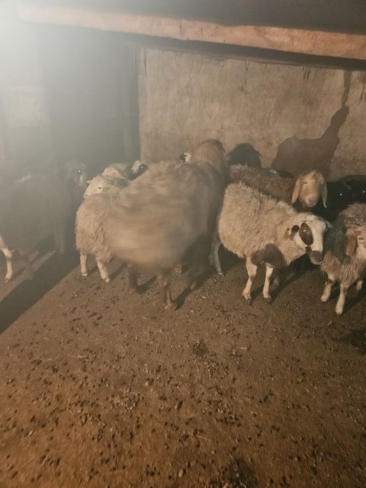 Кошкар ,баран, Едилбай, гиссар