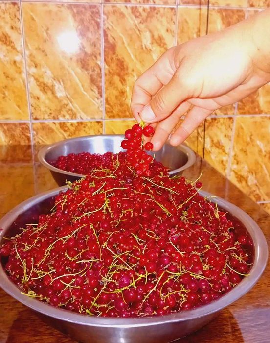 Vând drajoni de zmeură polka si stoloni căpsuni