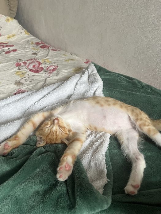 Котенок в добрые руки
