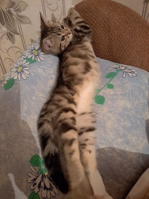 Потерялся кот район парковая