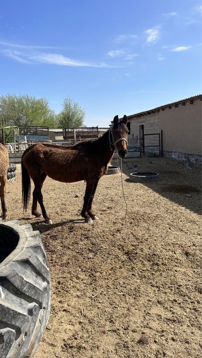 Торы биенің өзі