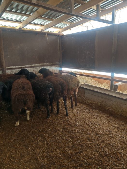 Бараны курдючные мощные