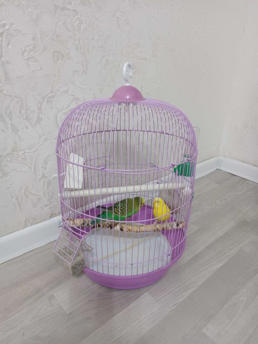 Продам два попугая