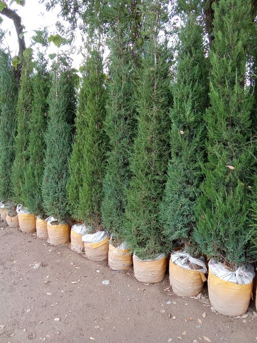 Majivelnik siren kashtan shamshod bor