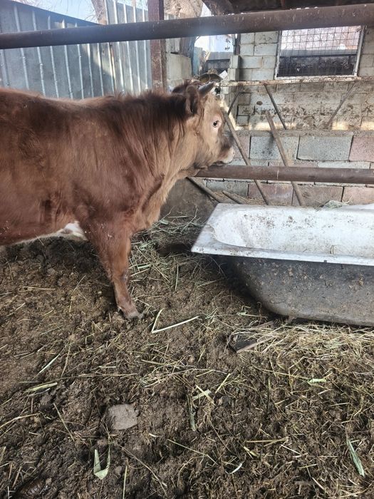 Продам бычков годовалых