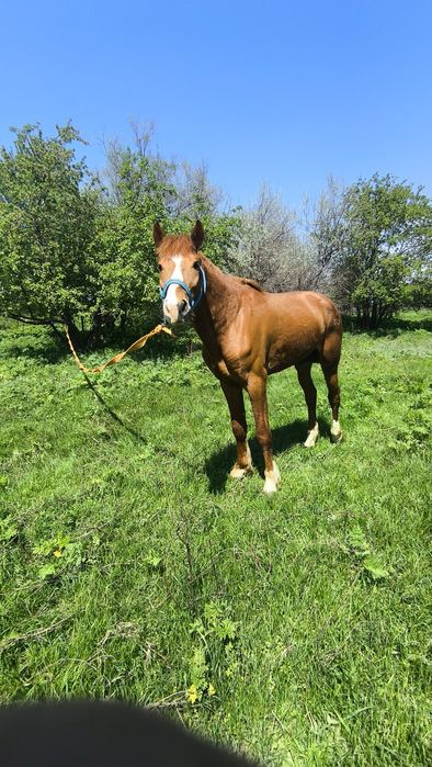 Трусикидегі семіз әйелдер порно