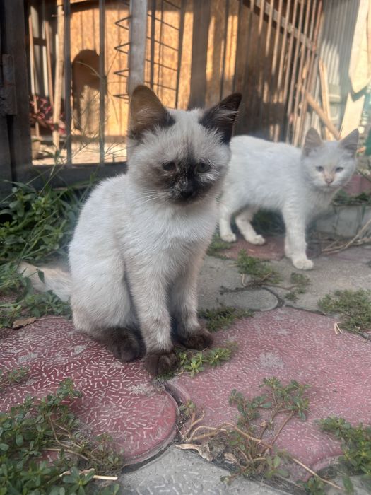 Отдам котят в хорошие добрые руки