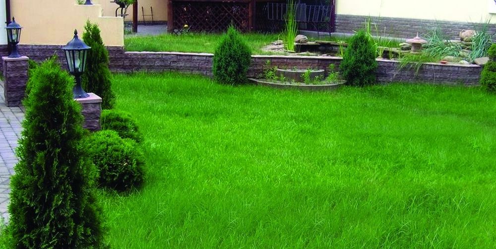 Gazon, рулон газон, арча, гул экамиз