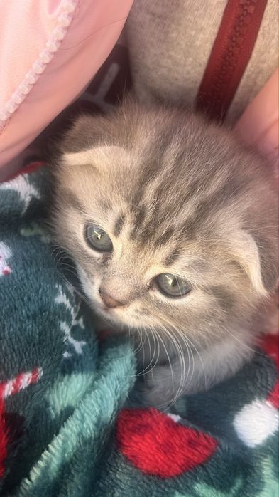 Котенок 2 месяца