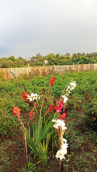 Продам дачу 12 соток