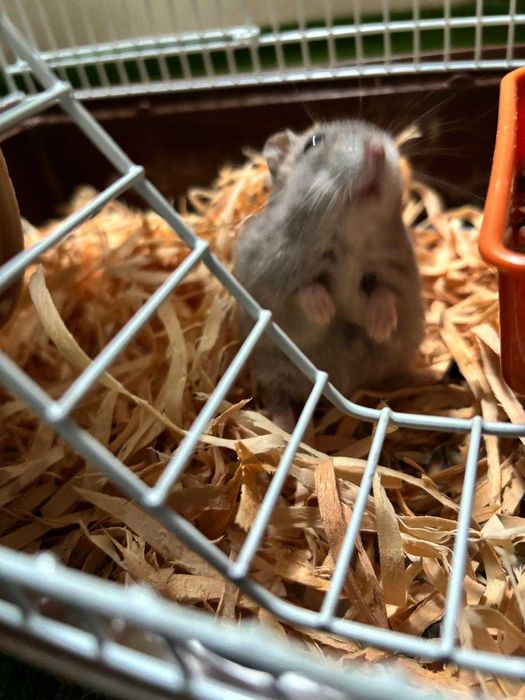 Hamster pitic gri
