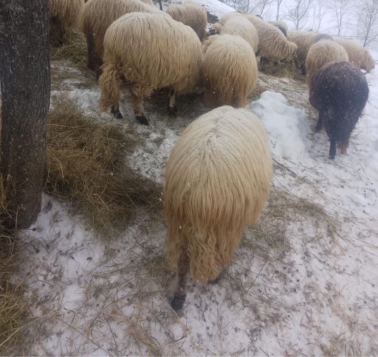 oi turcana de vanzare