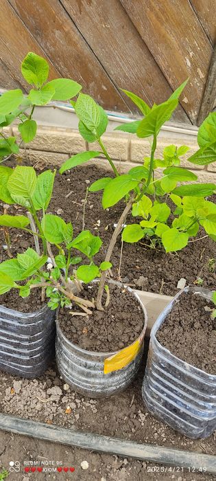 Гортензия, гибискус.