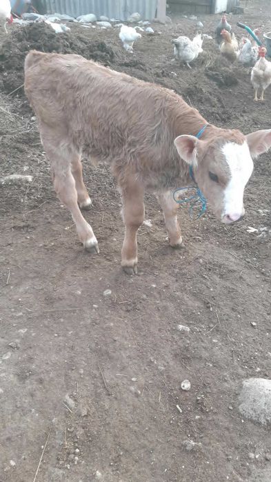 Vând vițel bălțat