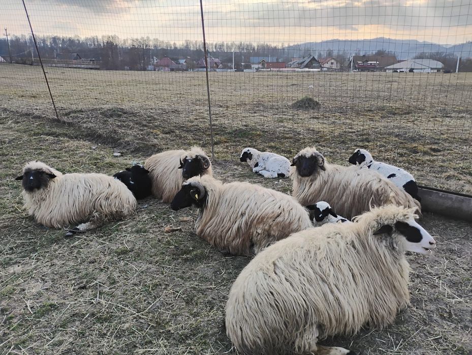 Vând cinci oi cu miel.