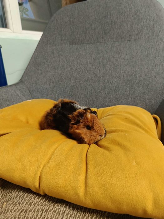 Морски свинчета альпако, розетка