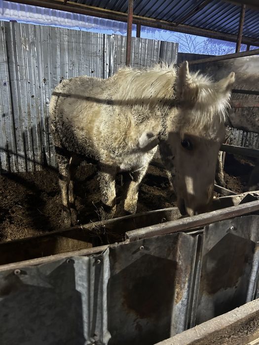 3 бас Донен 1 бас тай