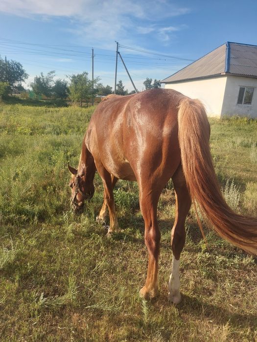Продам жеребчика