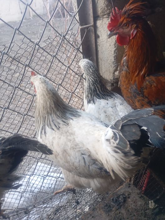 Адлер ва жайдари хурозлар