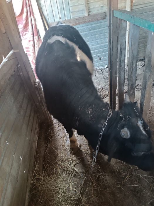 Бычки по  600000 тенге