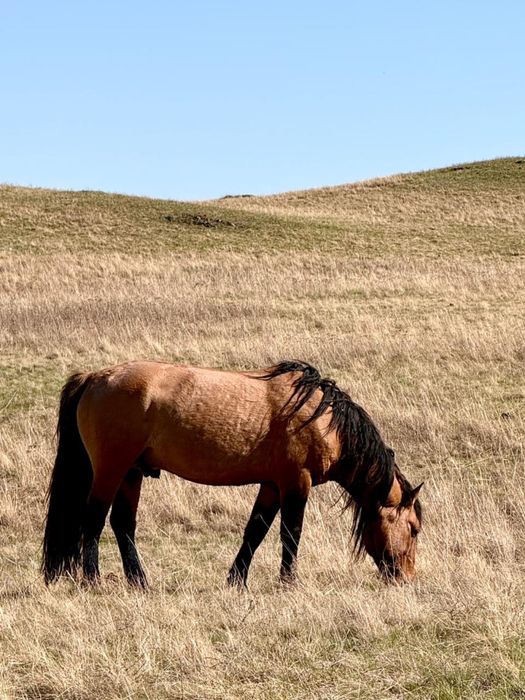 Айгыр сатылады Мугалжар