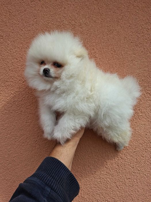 Предлага се Померански шпиц