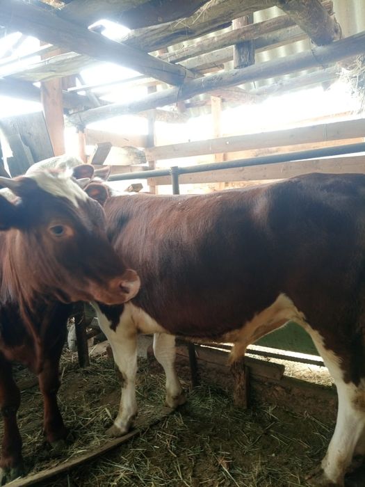 Продам телку симментал породы