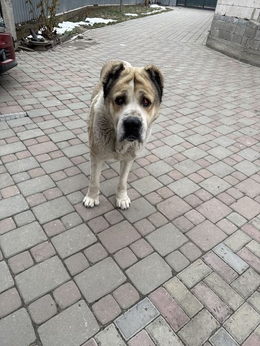 Отдам собаку в частный дом