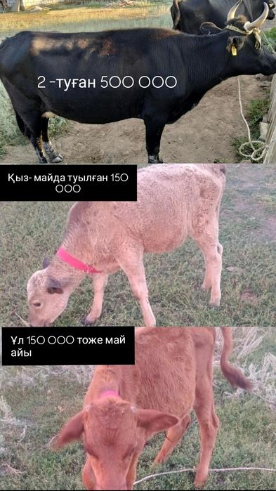 Срочноо сиыр, бұзау сатамын
