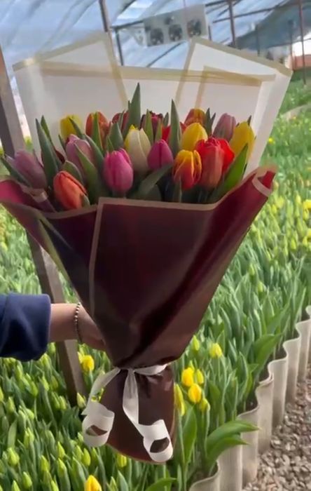 Тюльпаны по оптовой цене в розницу..