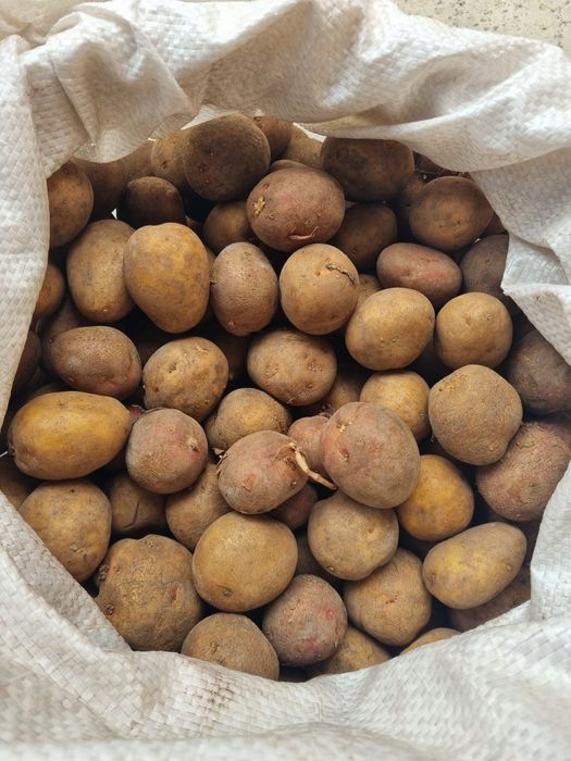 Семена картофель