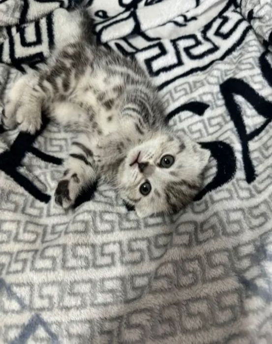 Продам британских котят