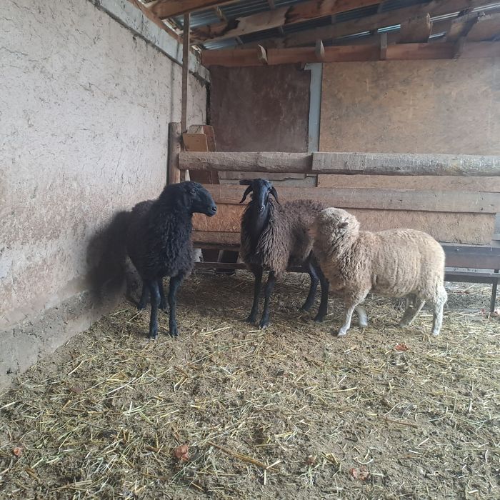 Семиз токтылар бордакы.